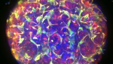 New Tissue Clearing Kits and Reagents for Faster, Accurate 3D Imaging